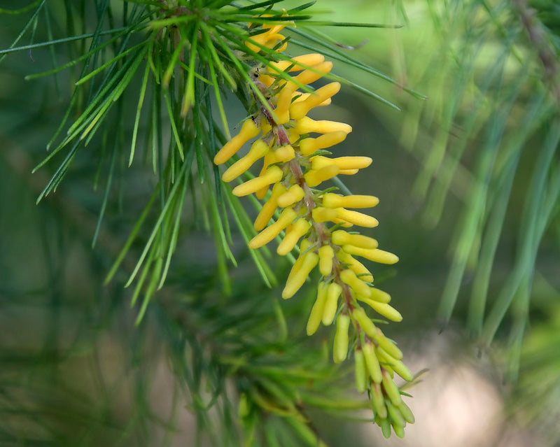 Geebung Gold Lantern (Persoonia)