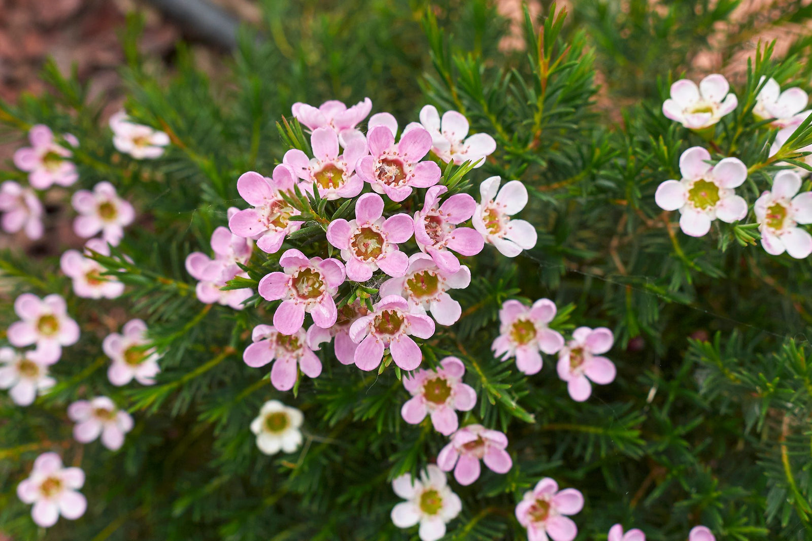 Geraldton Wax Cha Cha (Chamelaucium) - Ladybird Nursery