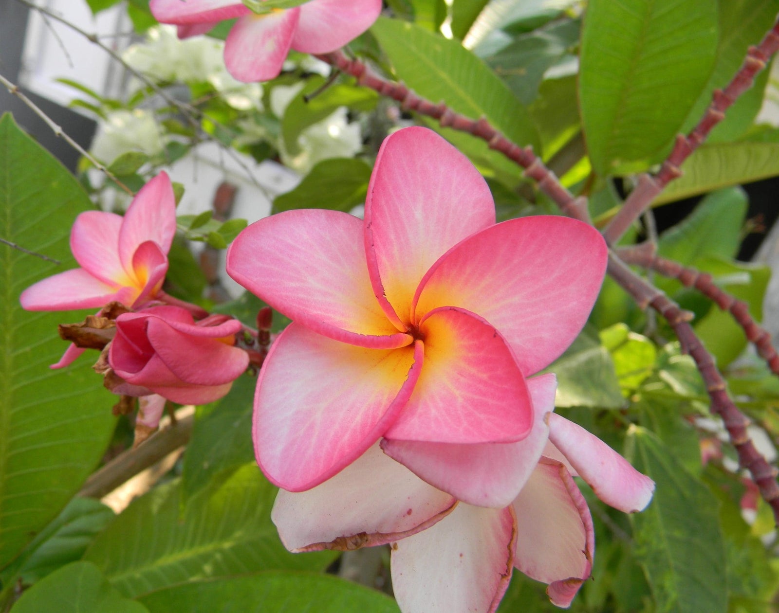 Frangipani Pink (Plumeria rubra) - Ladybird Nursery