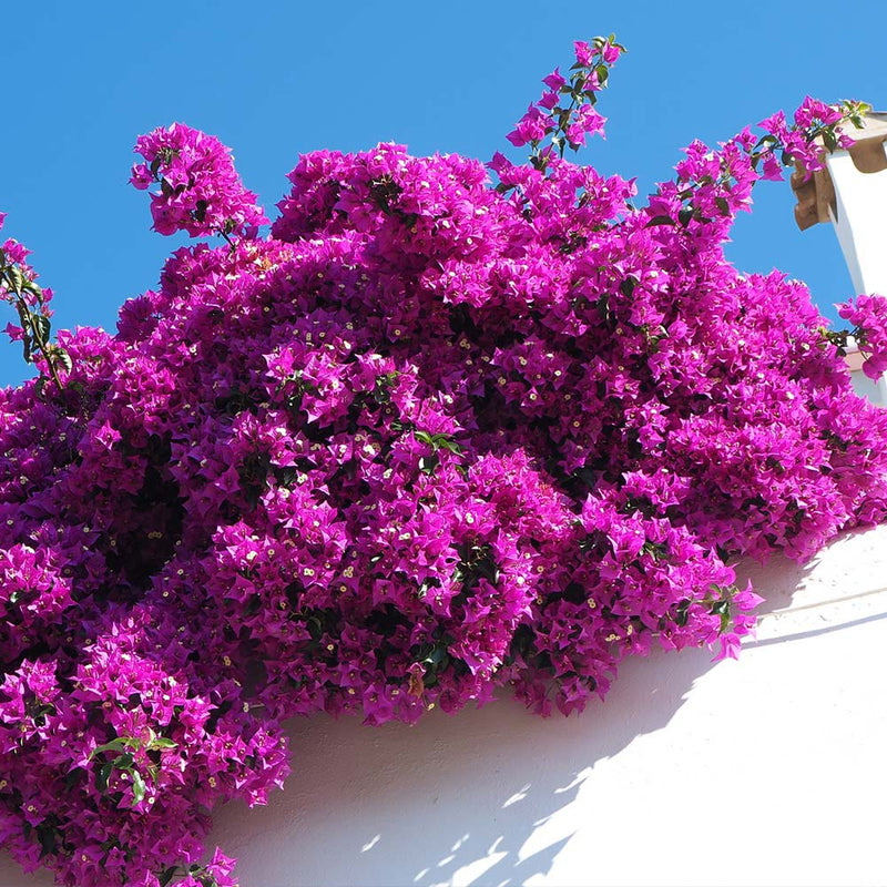 Bougainvillea Red Dragon™ Pretty Purple (Bougainvillea Red)