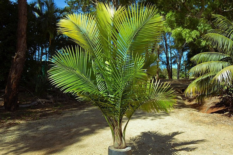 Majesty Palm (Ravenea rivularis)