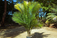 Majesty Palm (Ravenea rivularis)