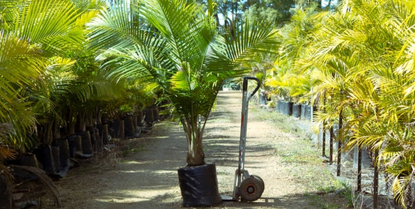Majesty Palm (Ravenea rivularis)