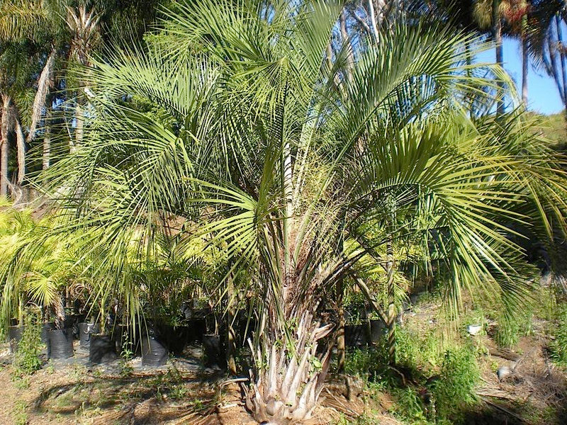 Majesty Palm (Ravenea rivularis)