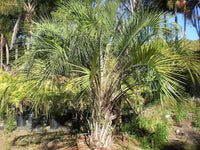 Majesty Palm (Ravenea rivularis) - Ladybird Nursery