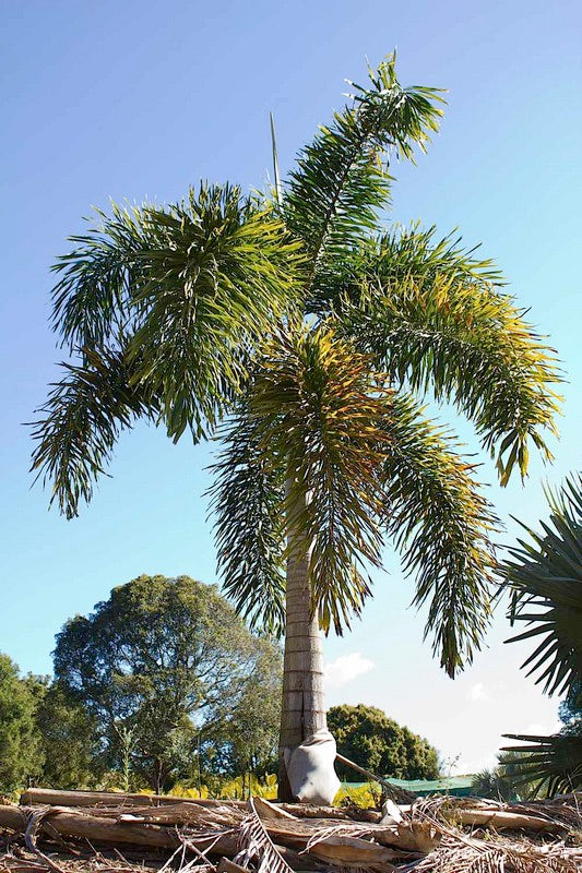 Majesty Palm (Ravenea rivularis)