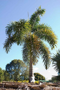 Majesty Palm (Ravenea rivularis)