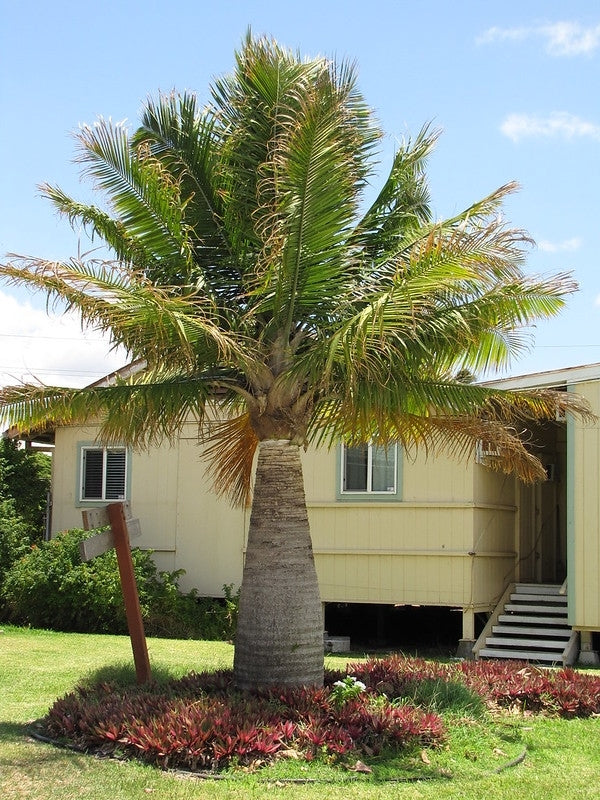 Majesty Palm (Ravenea rivularis)