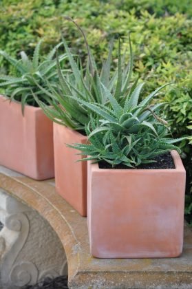 Mako Aloe (Aloe Mako) - Ladybird Nursery