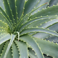 Mako Aloe (Aloe Mako)