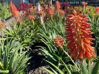 Mako Aloe (Aloe Mako)