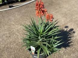 Mako Aloe (Aloe Mako) - Ladybird Nursery