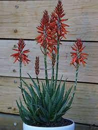 Mako Aloe (Aloe Mako) - Ladybird Nursery
