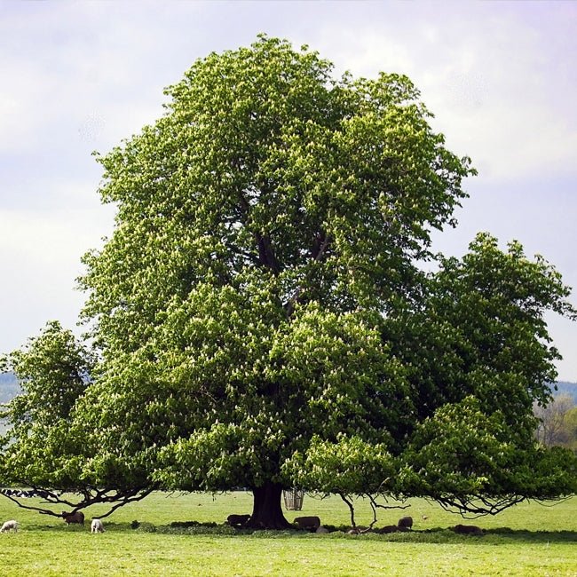 Malabar Chestnut - Ladybird Nursery