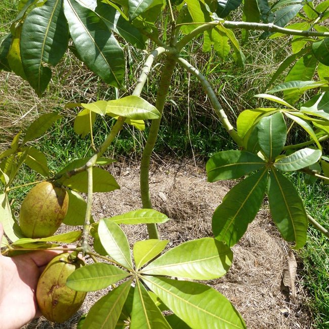 Malabar Chestnut - Ladybird Nursery