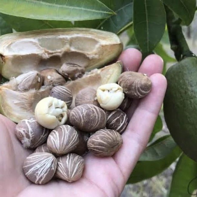 Malabar Chestnut - Ladybird Nursery