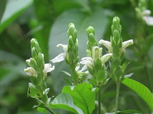 Malabar Nut Multi planted (Justicia adhatoda) - Ladybird Nursery