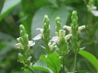 Malabar Nut Multi planted (Justicia adhatoda)