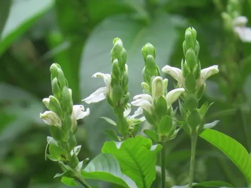 Malabar Nut Multi planted (Justicia adhatoda)