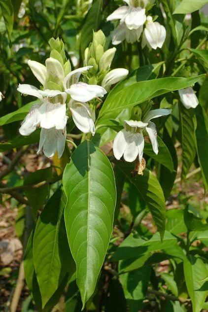 Malabar Nut Multi planted (Justicia adhatoda) - Ladybird Nursery