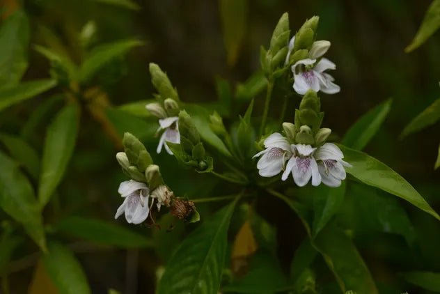 Malabar Nut Multi planted (Justicia adhatoda) - Ladybird Nursery