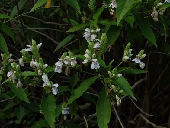 Malabar Nut Multi planted (Justicia adhatoda) - Ladybird Nursery
