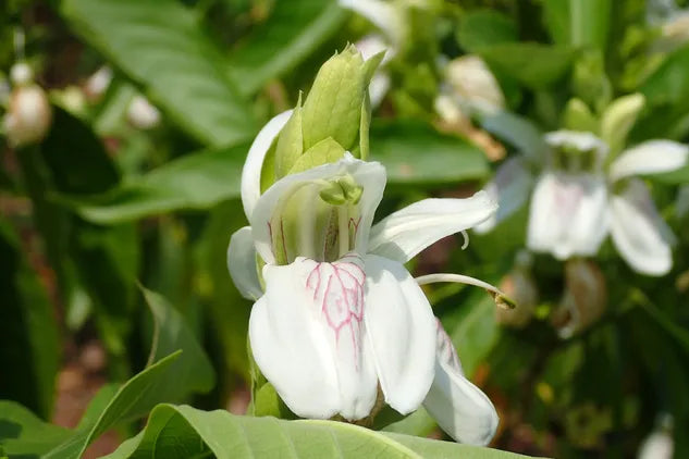 Malabar Nut Multi planted (Justicia adhatoda)