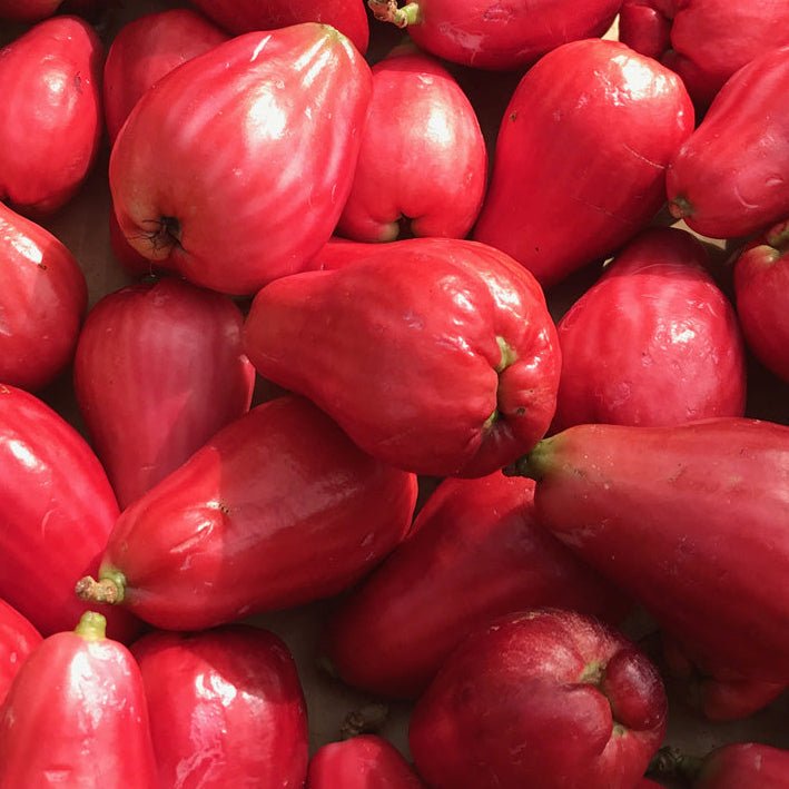 Malay Apple - Ladybird Nursery