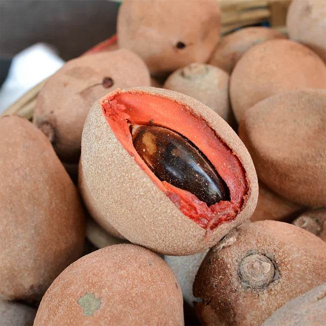Mamey Sapote Grey