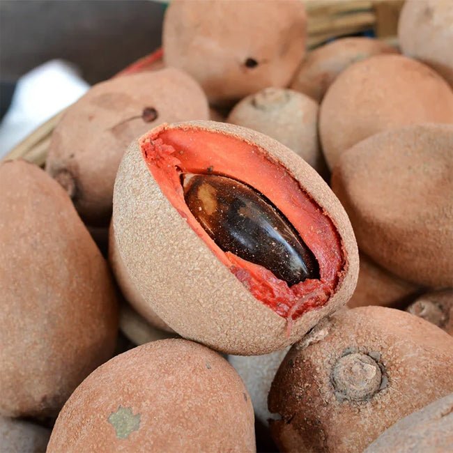 Mamey Sapote Grey - Ladybird Nursery