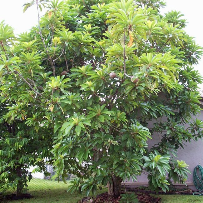Mamey Sapote Grey - Ladybird Nursery