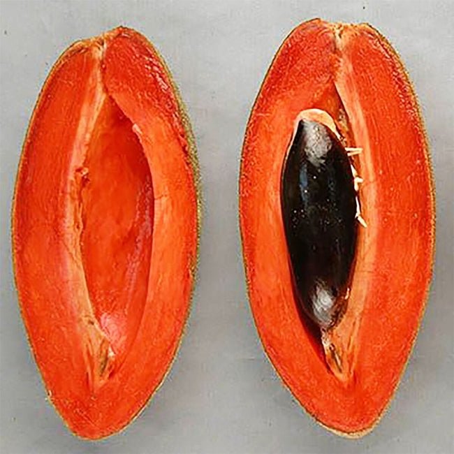 Mamey Sapote Grey - Ladybird Nursery