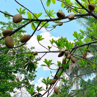 Mamey Sapote Pontin - Ladybird Nursery