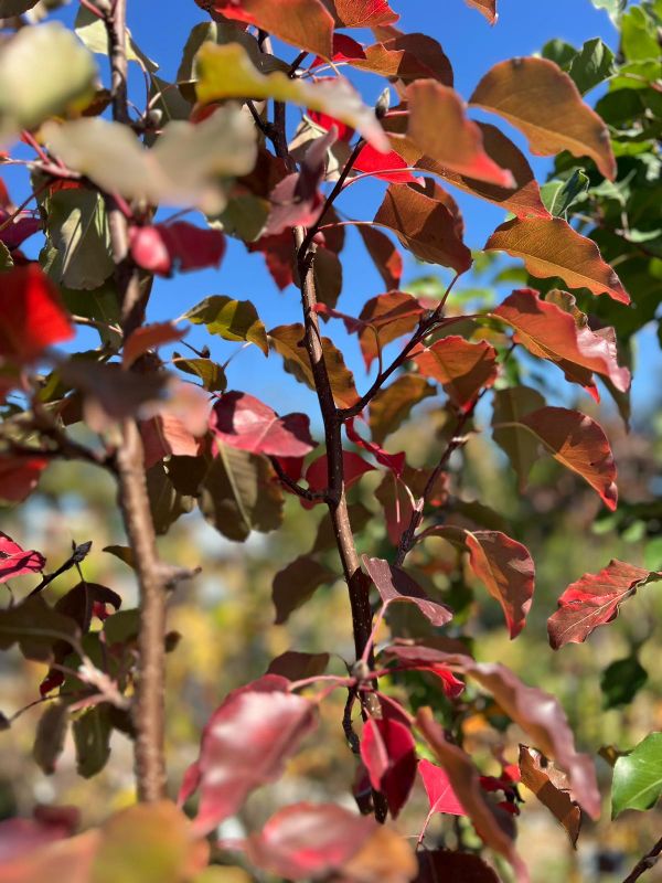 Manchurian Pear (Pyrus ussuriensis) 200mm pot (PICK UP ONLY) - Ladybird Nursery