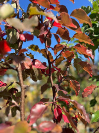 Manchurian Pear (Pyrus ussuriensis)