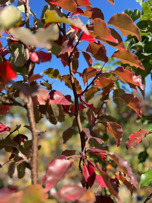 Manchurian Pear (Pyrus ussuriensis)