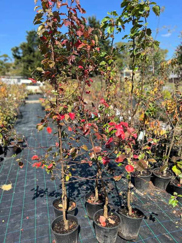 Manchurian Pear (Pyrus ussuriensis)