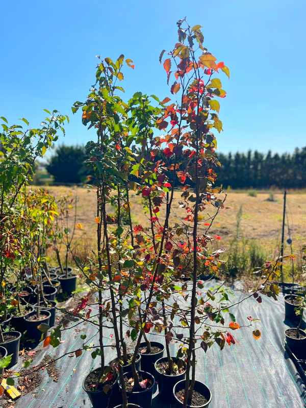 Manchurian Pear (Pyrus ussuriensis) 200mm pot (PICK UP ONLY) - Ladybird Nursery