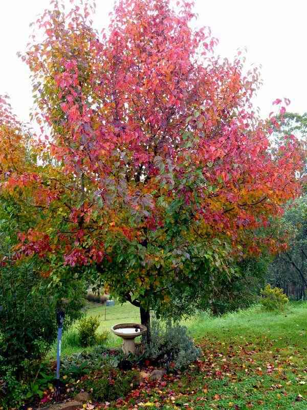 Manchurian Pear (Pyrus ussuriensis)