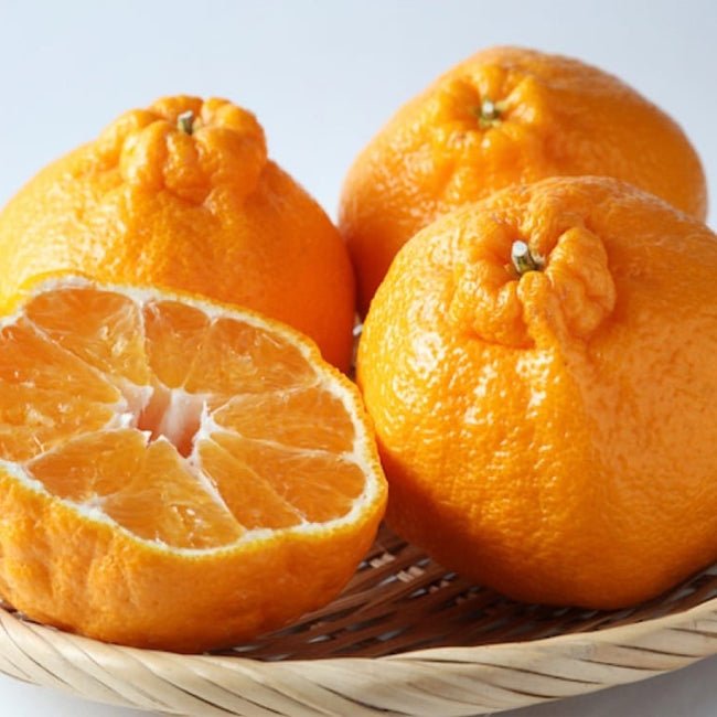 Mandarin Afourer Murcott (QLD Only) - Ladybird Nursery