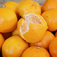 Mandarin Green pigeon