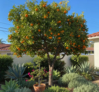 Mandarin 'Honey Murcott' (QLD Only) - Ladybird Nursery