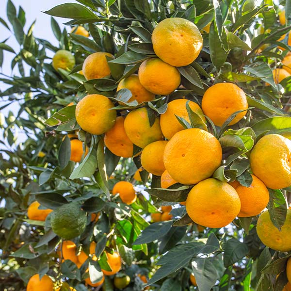 Mandarin 'Honey Murcott' (QLD Only) - Ladybird Nursery