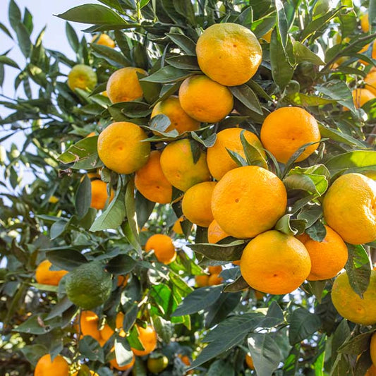 Mandarin 'Honey Murcott' (QLD Only) - Ladybird Nursery