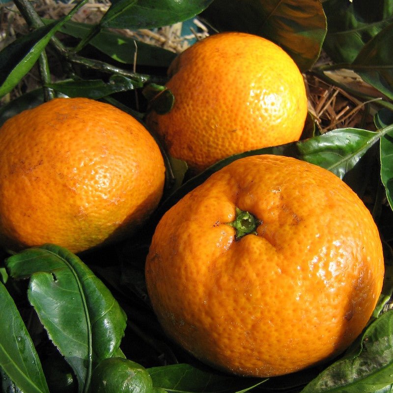 Mandarin Rascals Mandarin – Ladybird Nursery
