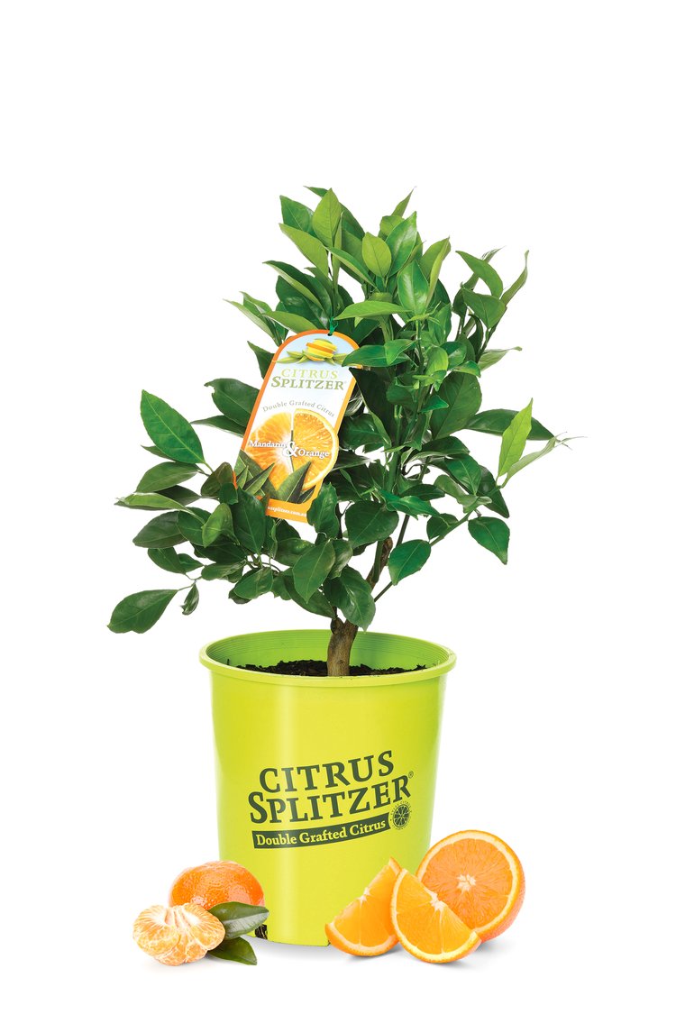 Japanese Seedless Mandarin and Navelina Orange Tree