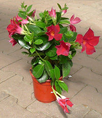 Mandevilla Agathe Red (Dipladenia Diamantina) - Ladybird Nursery
