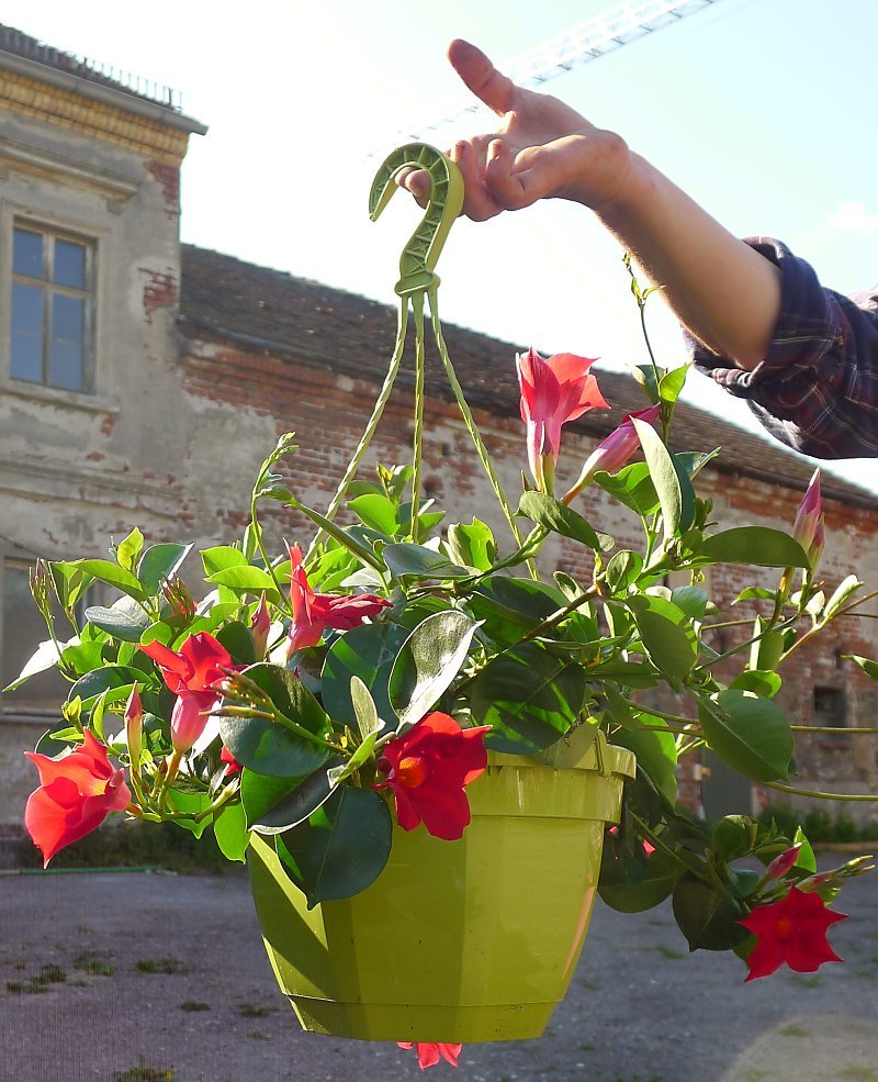 Mandevilla Agathe Red (Dipladenia Diamantina) - Ladybird Nursery