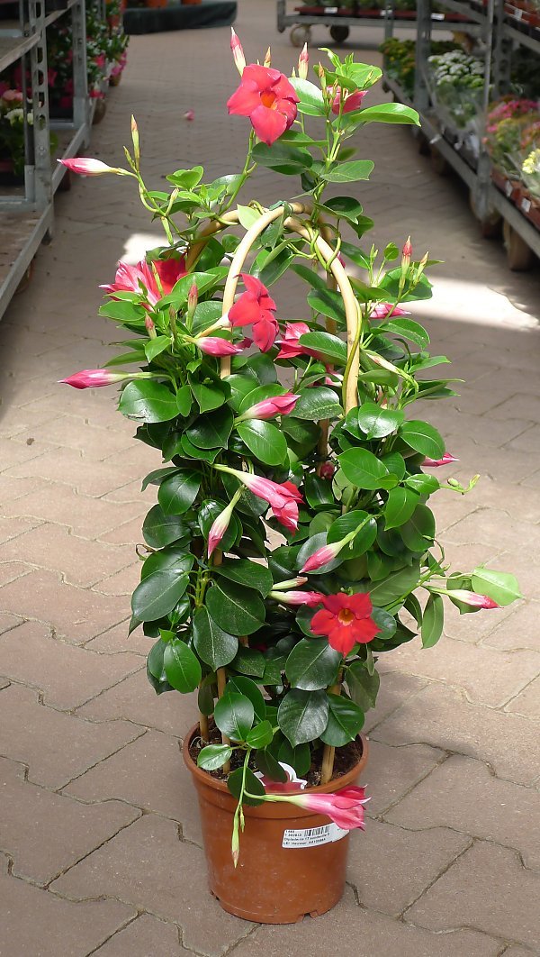 Mandevilla Agathe Red (Dipladenia Diamantina) - Ladybird Nursery