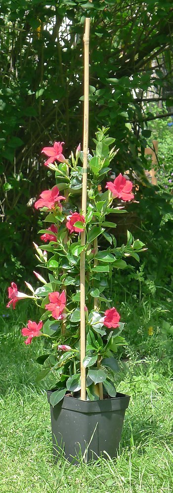 Mandevilla Agathe Red (Dipladenia Diamantina) - Ladybird Nursery